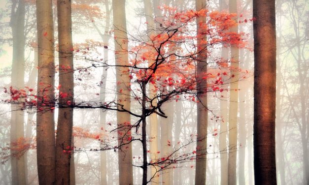 La photo du jour : One in forest par Irene Weiss