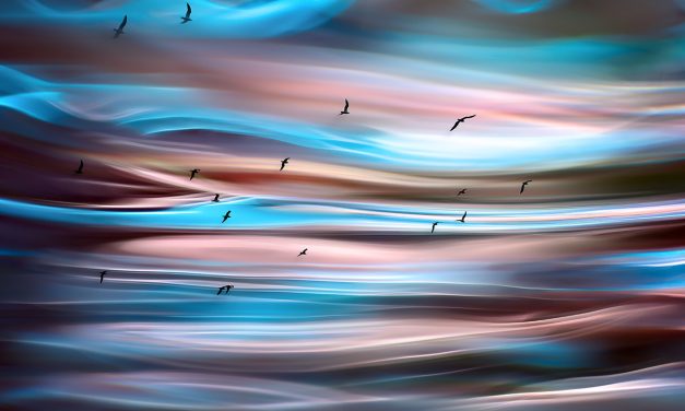 La photo du jour : Evening birds par Ursula Abresch