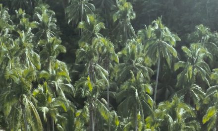 Kinabuhi : la vie des cultivateurs de coco